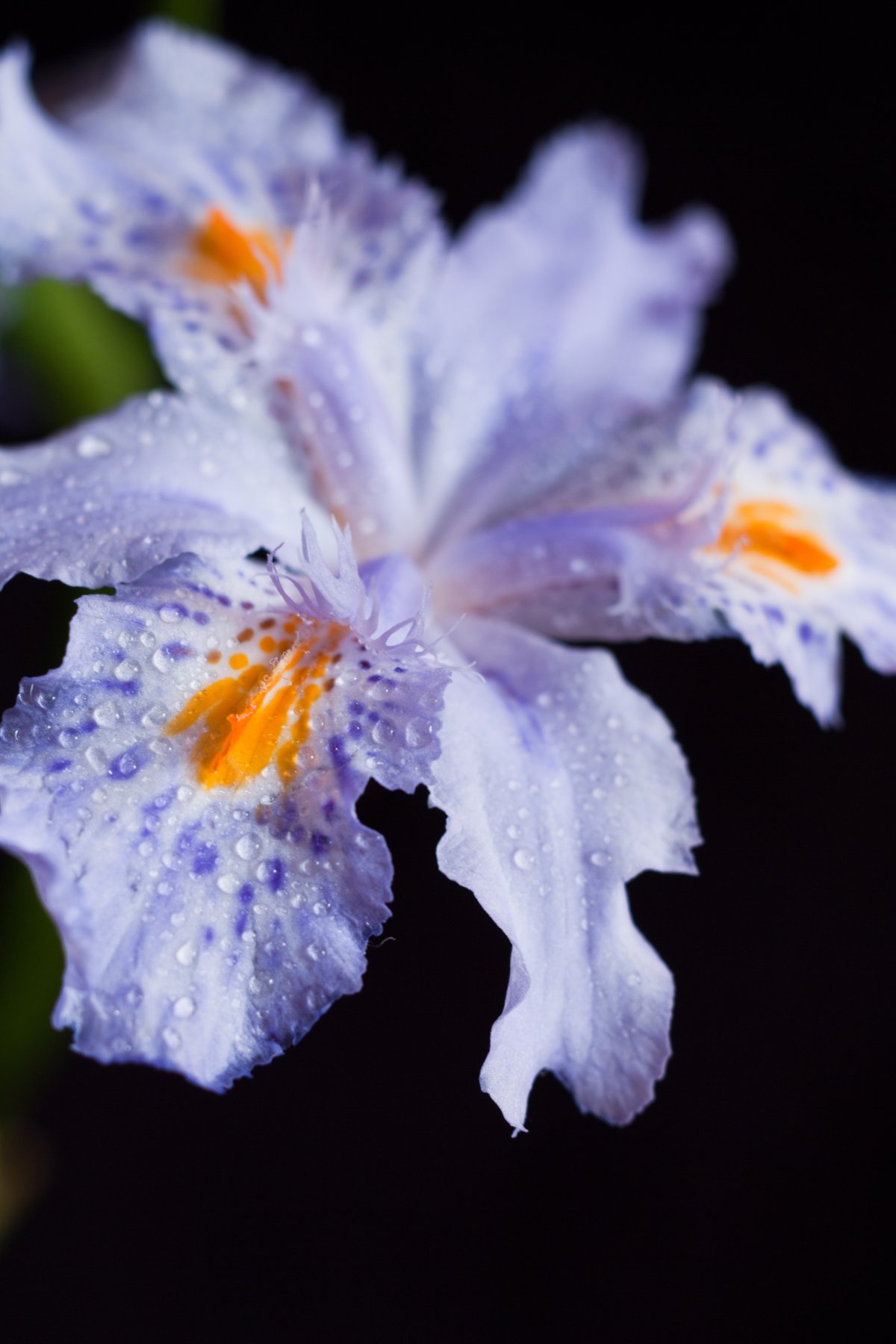 高清鸢尾花图片