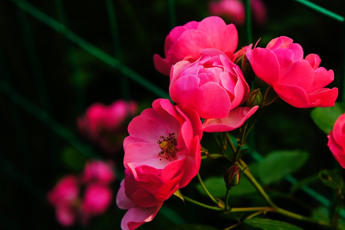 蔷薇花自然写真图片,高清图片