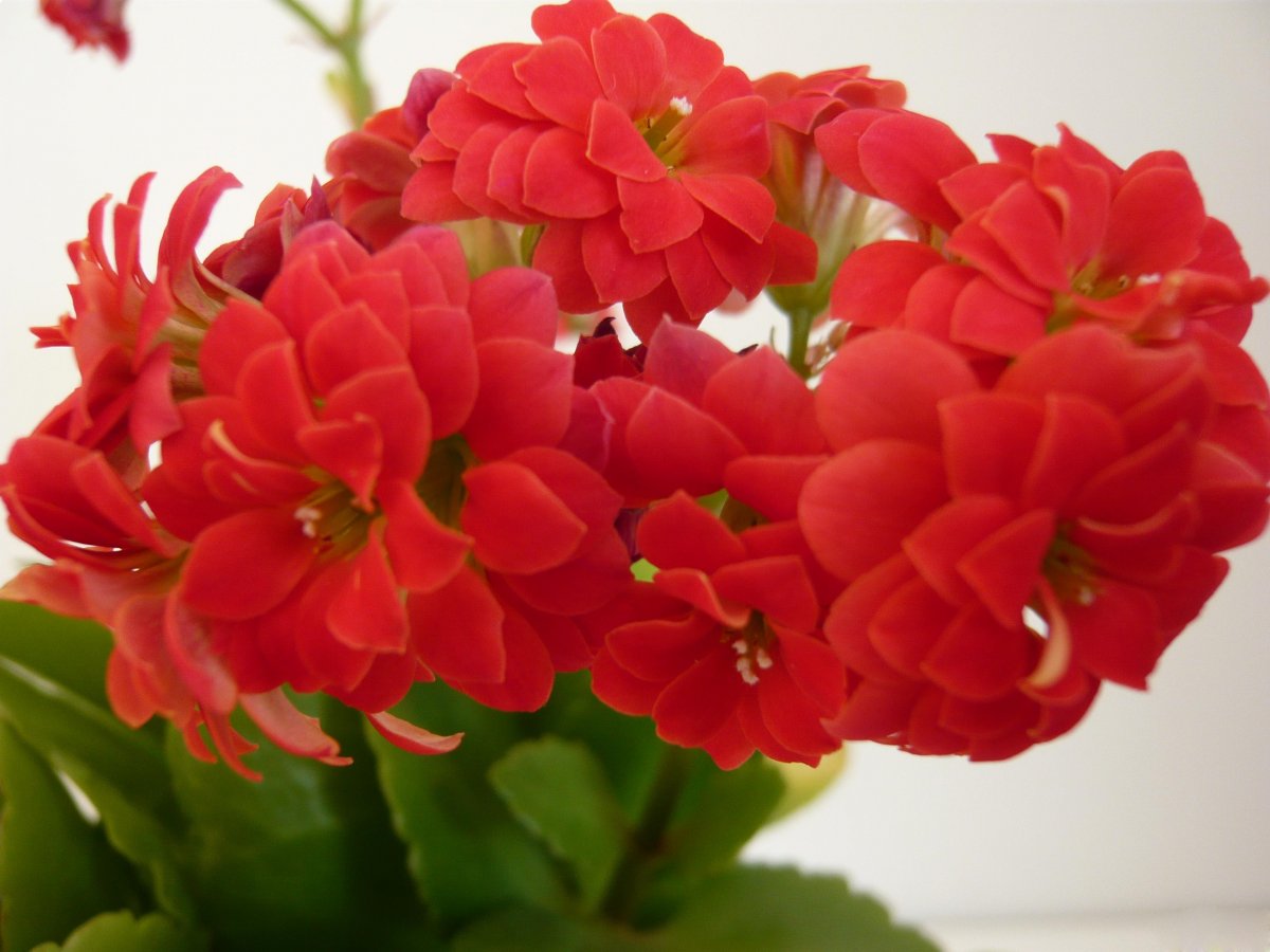 红色花卉名称及图片图片
