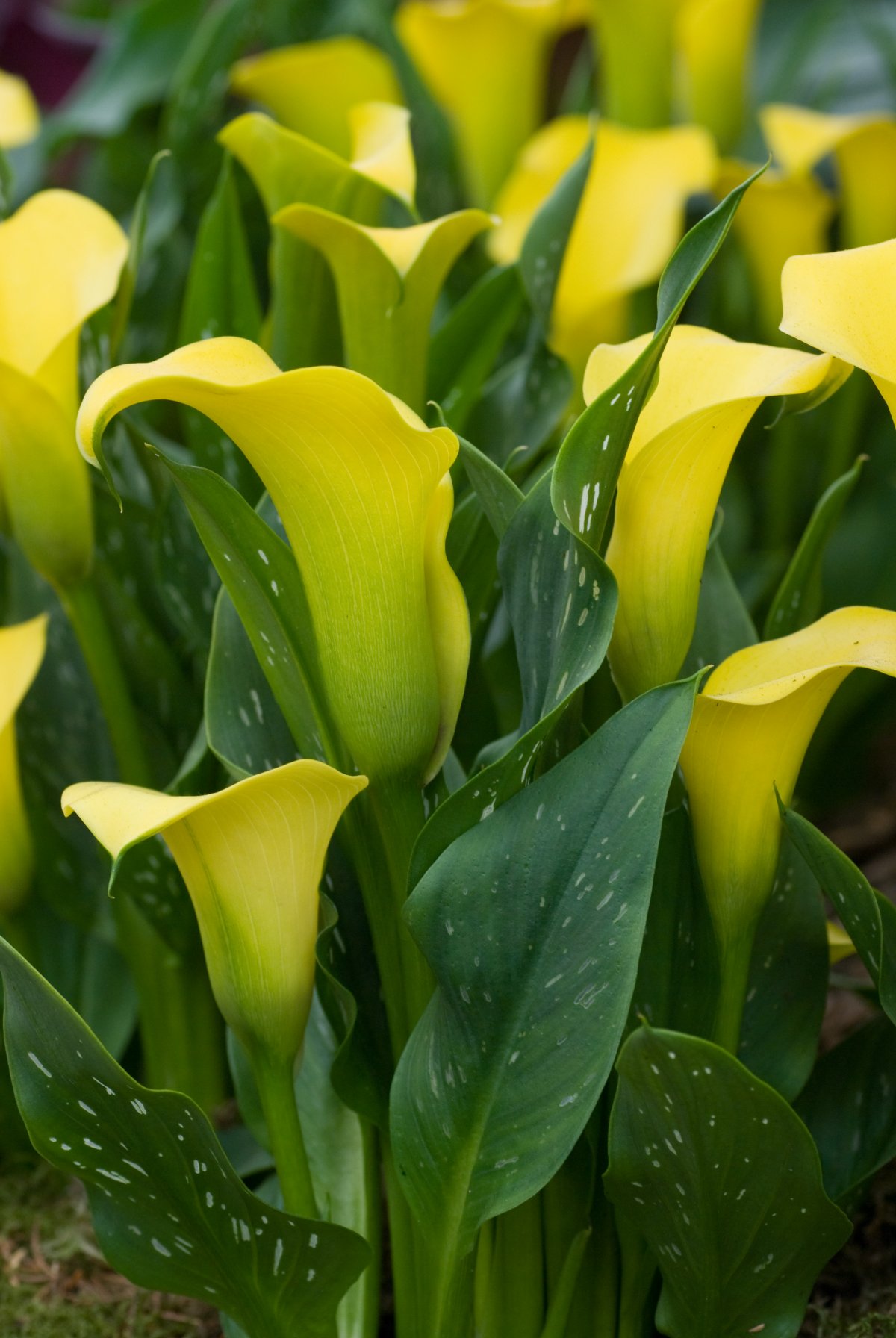 黄色海芋花图片 高清图片