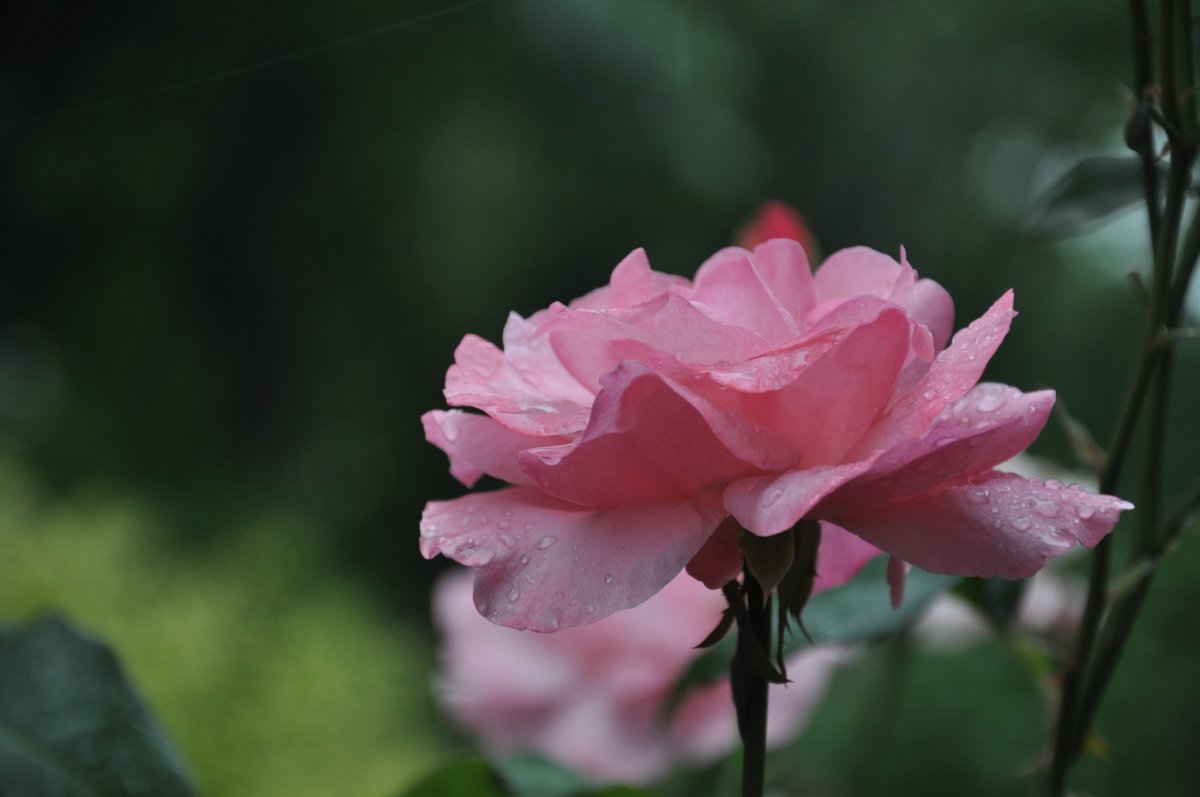 雨後粉色月季花圖片