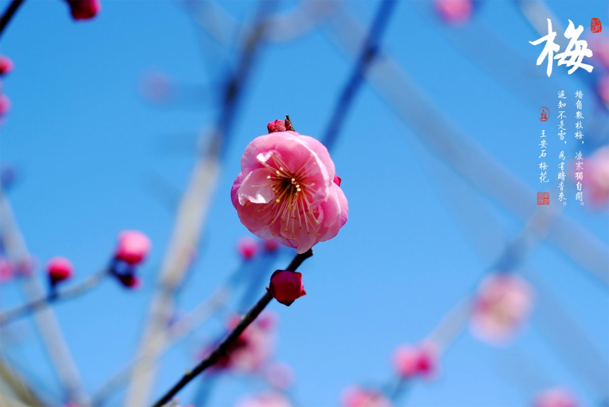 梅花图片大全高清图片(雪中梅花图片大全高清图片)