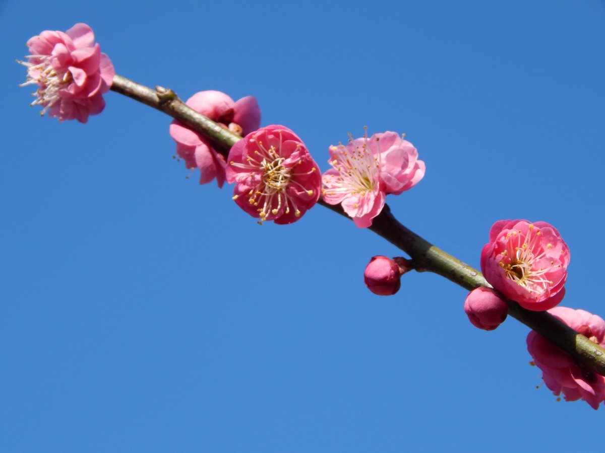 一枝梅花圖片,高清圖片