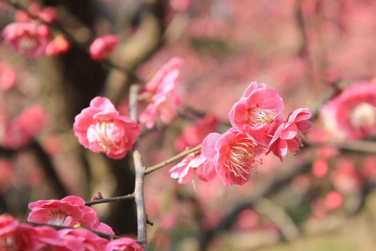 粉红色梅花图片