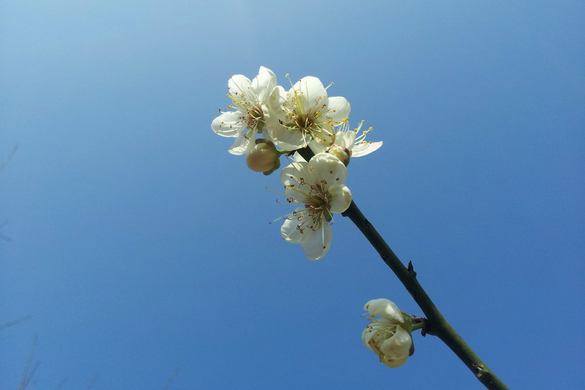 蓝色天空梅花图片