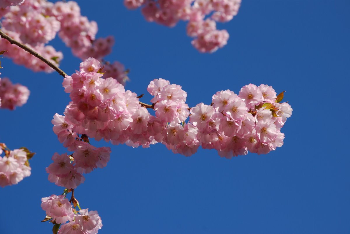 樱花图片唯美图片(樱花图片唯美图片动漫壁纸)