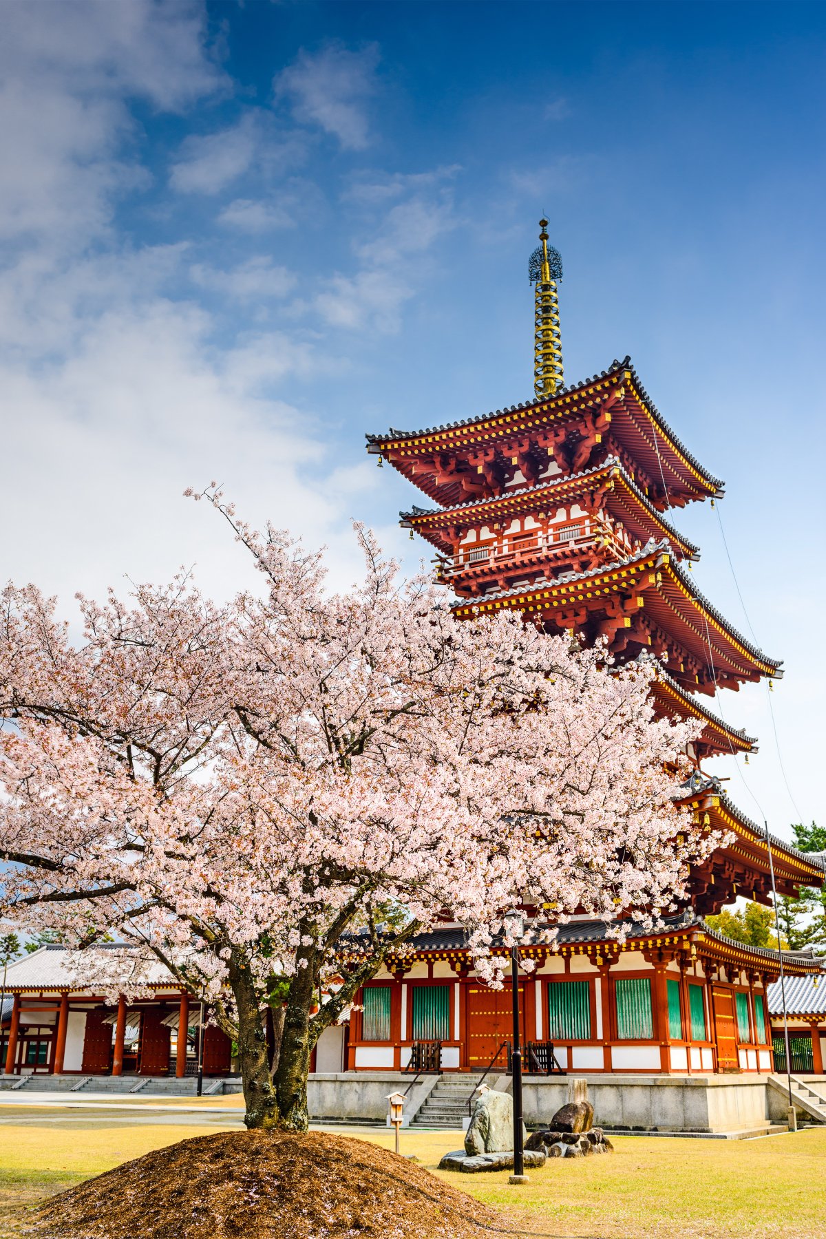 日本樱花树图片真实图片