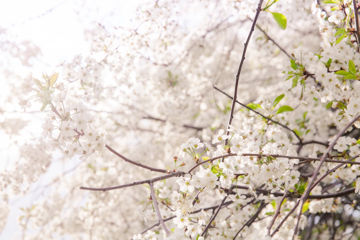 雪白樱花图片