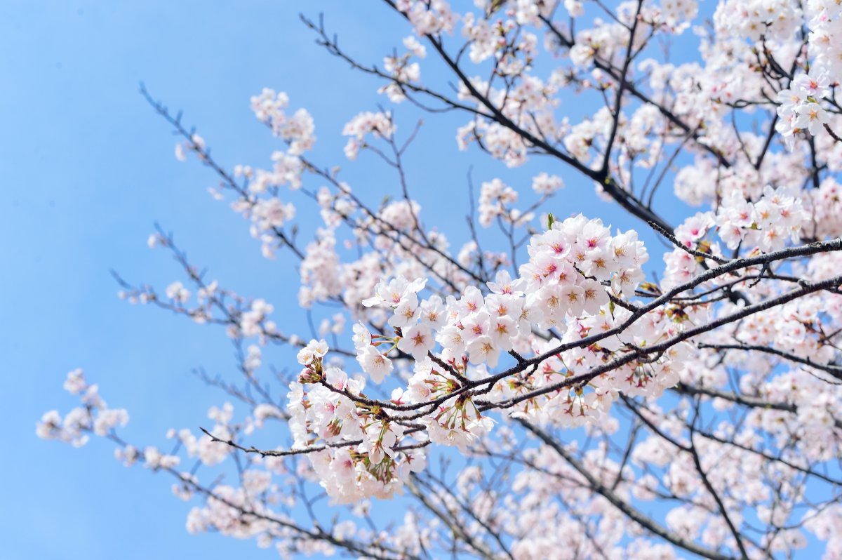 日本櫻花唯美意境圖片,高清圖片