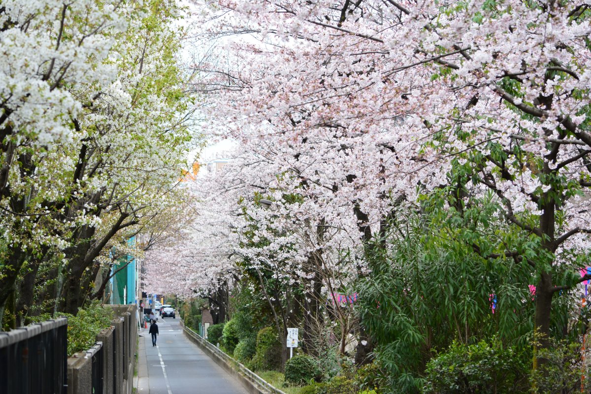 日本櫻花風景圖片