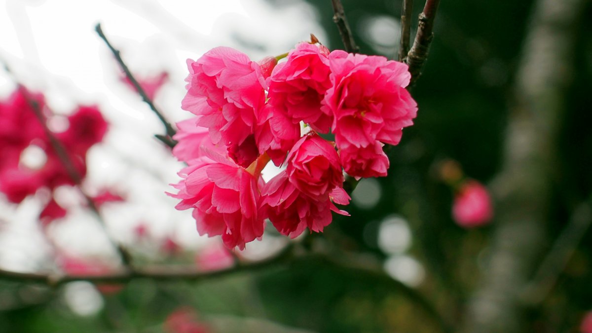 红色樱花唯美图片