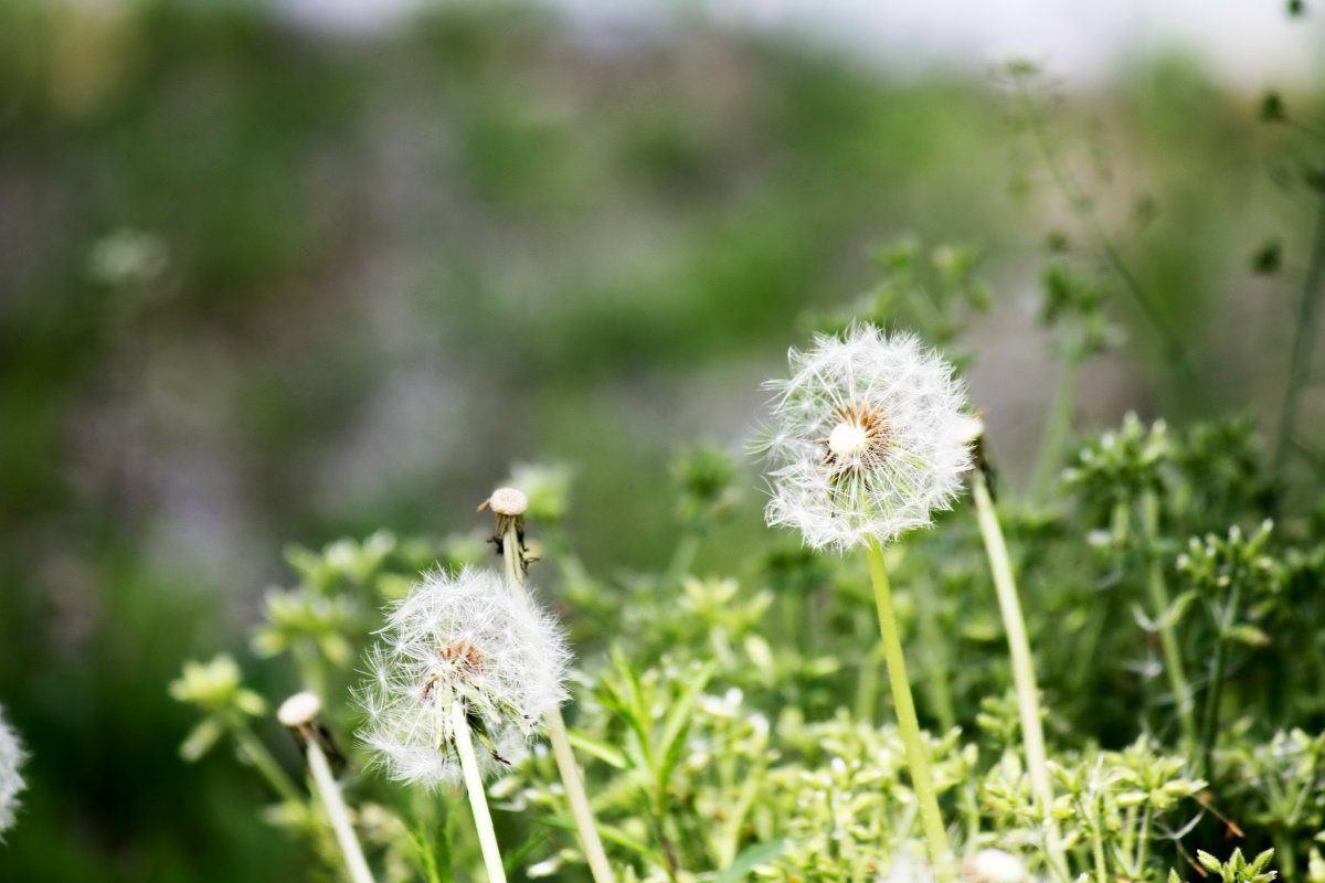 野草蒲公英图片