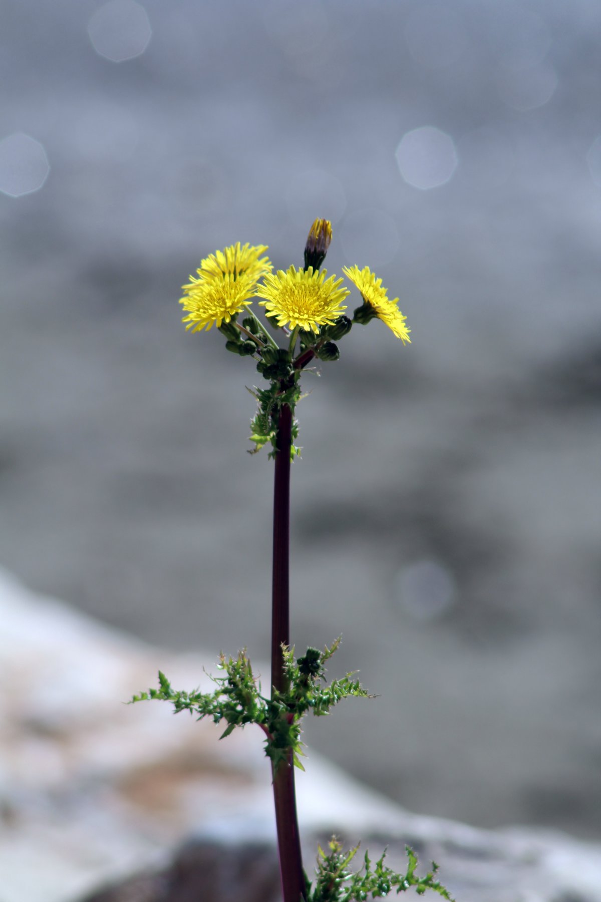 蒲公英花图片(紫色蒲公英花图片)