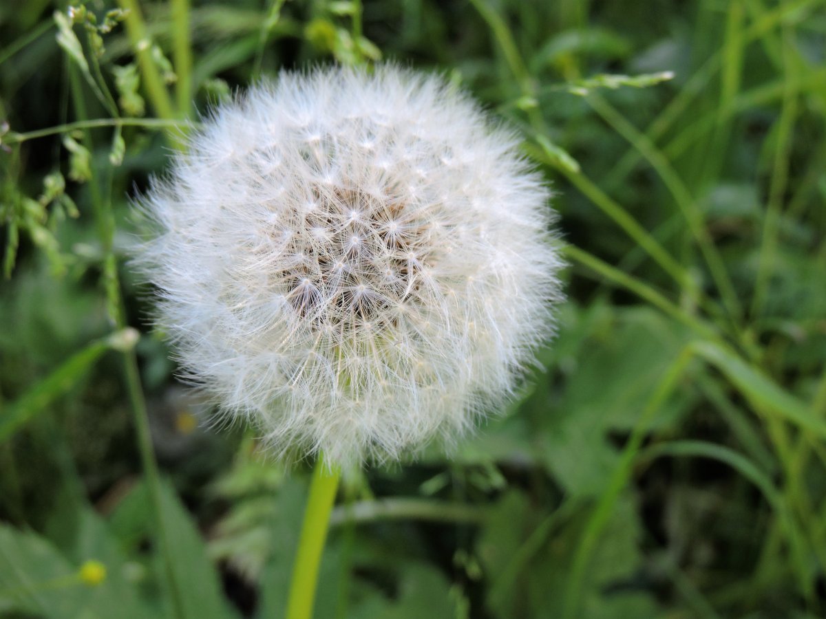 白花蒲公英图片功效图片