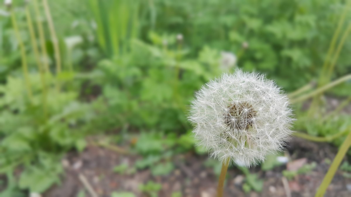 蒲公英花攝影壁紙圖片