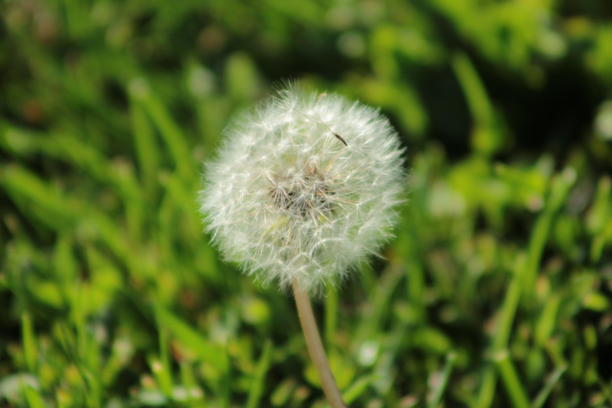 蒲公英花白色图片