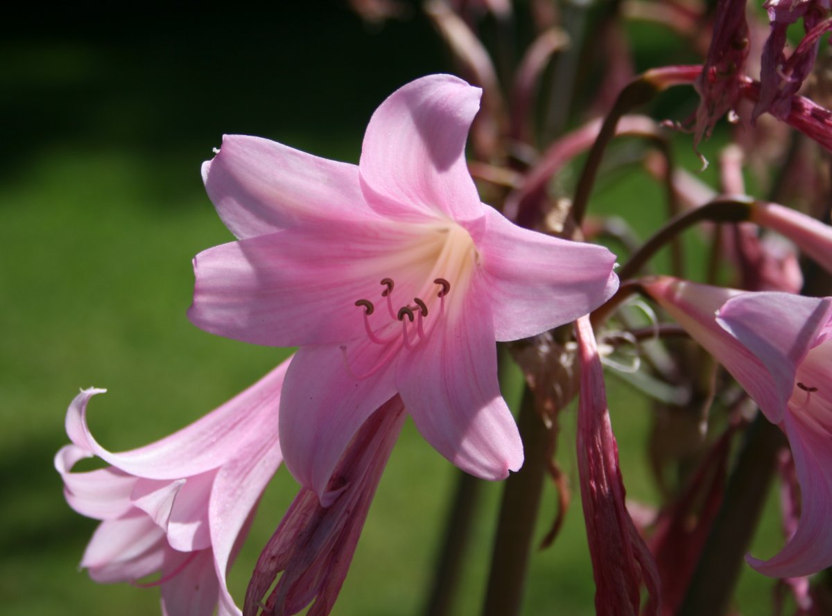 高清粉色百合图片