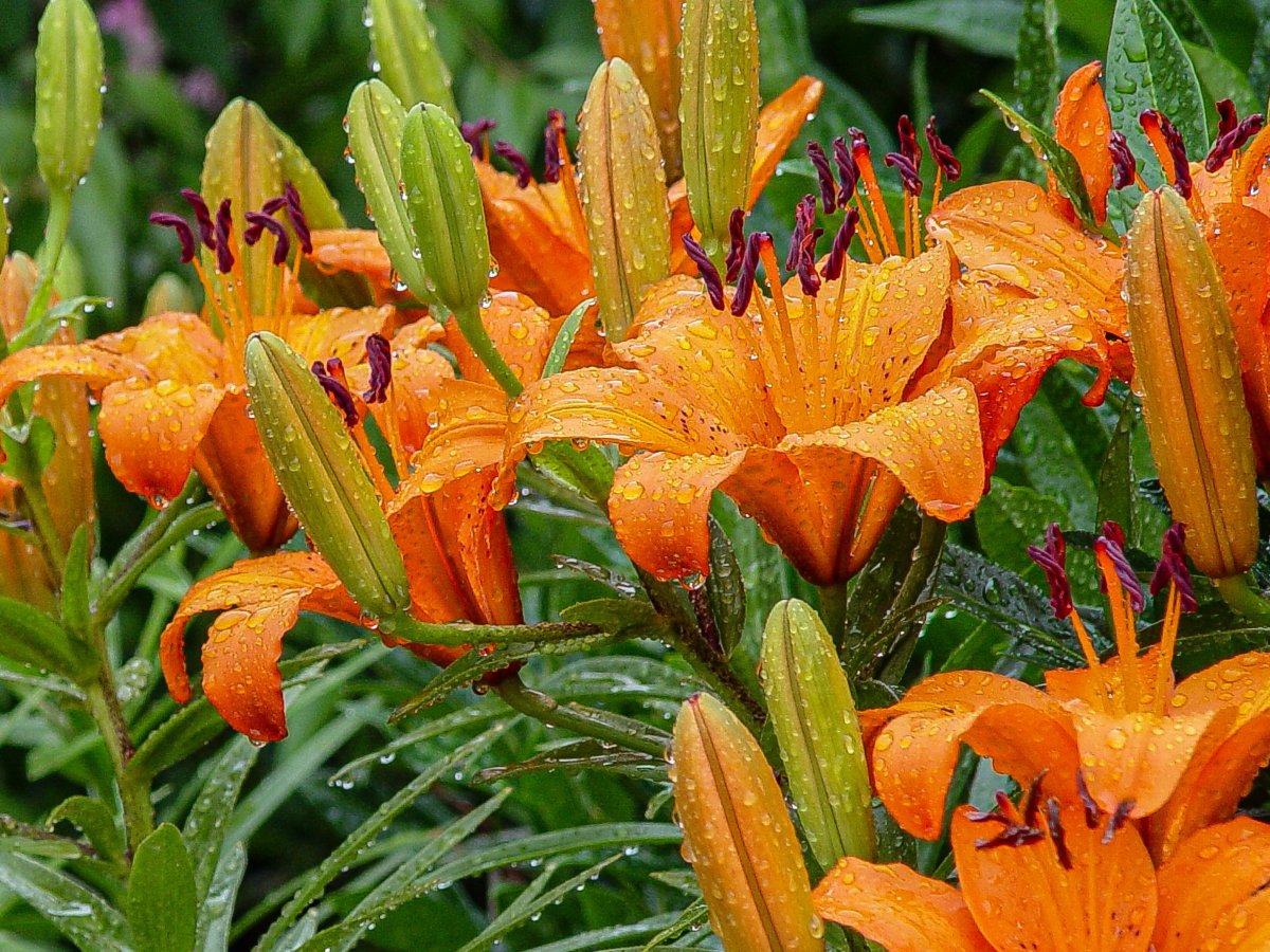 雨后绽放百合花图片