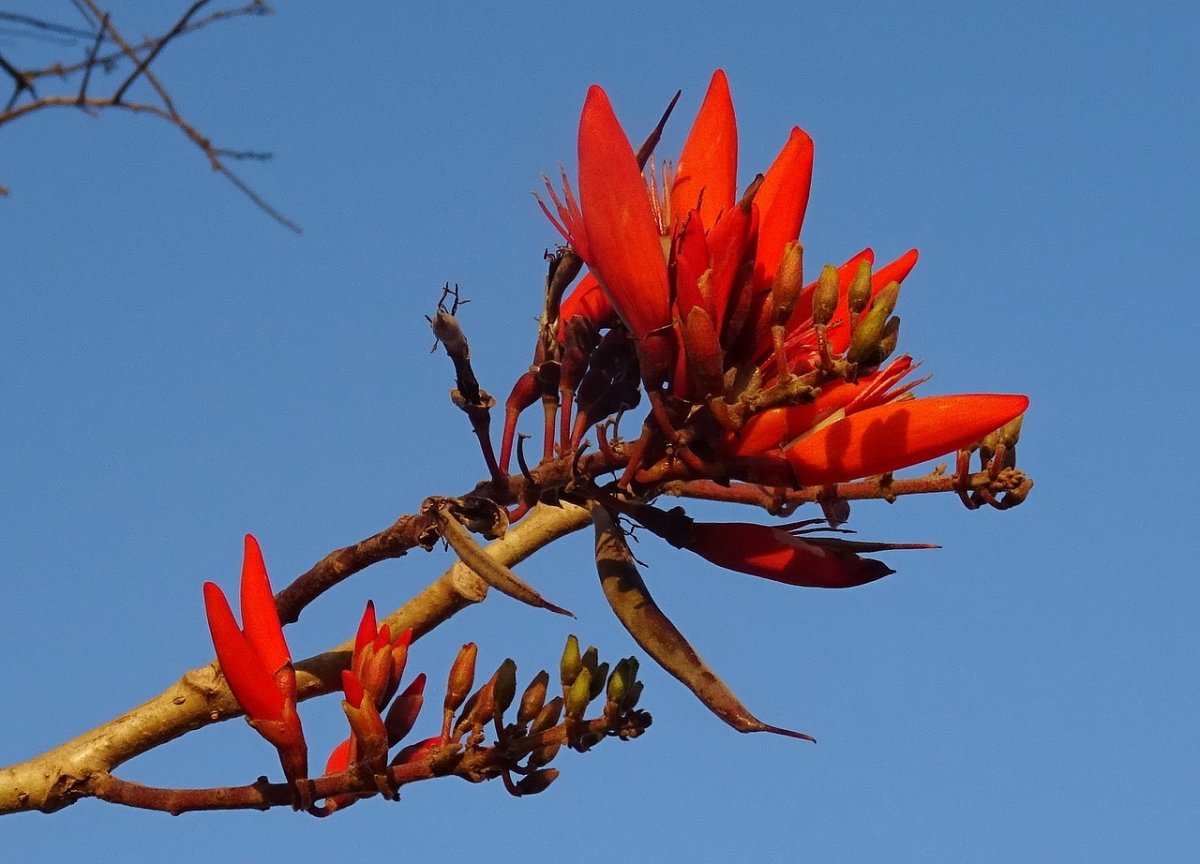 刺桐花圖片