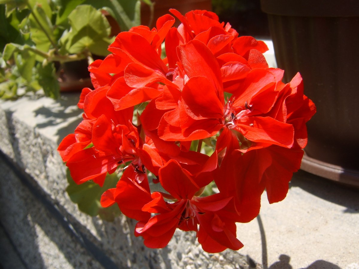 天竺葵红石榴图片