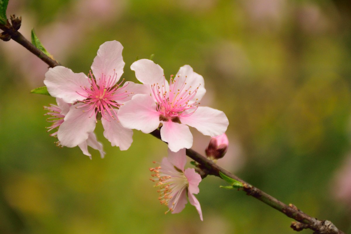 春天桃花小清新圖片,高清圖片