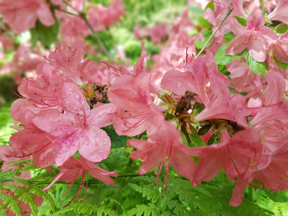 粉色杜鹃花的寓意和象征(粉色杜鹃花的寓意和象征是什么)