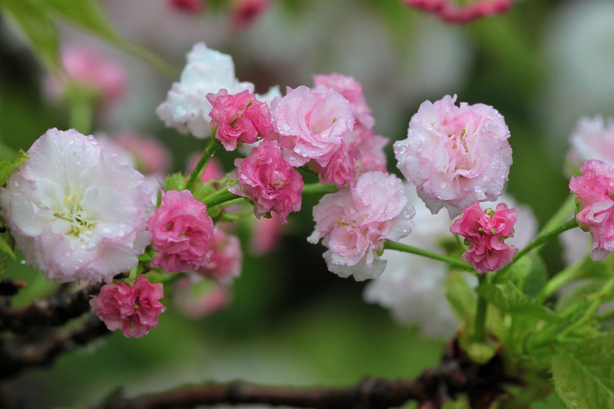 漂亮花花圖片