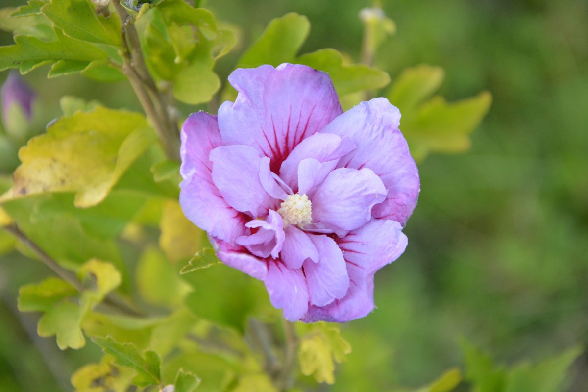 淡紫色芙蓉花圖片,高清圖片