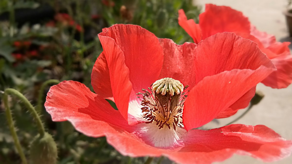 大紅花圖片素材