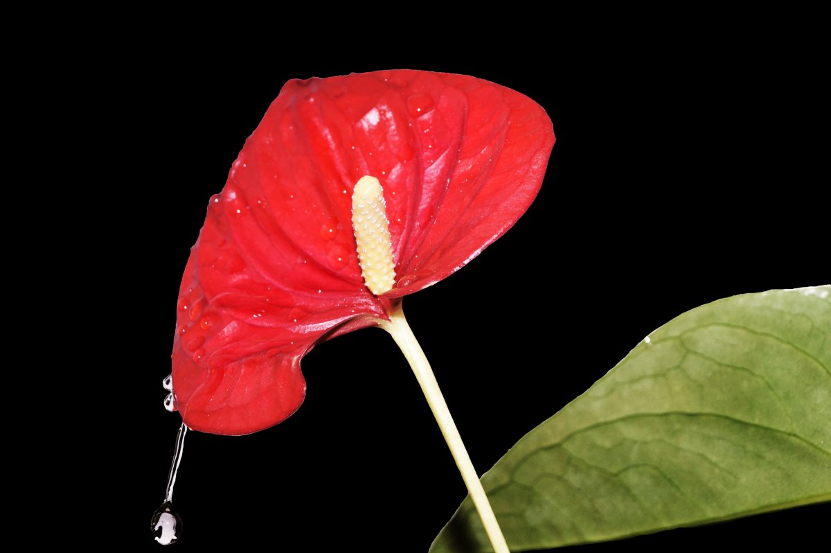 紅掌花攝影圖片,高清圖片