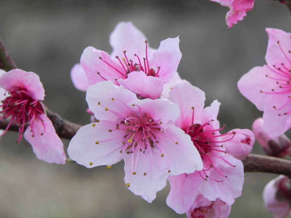 桃花的照片大全图片