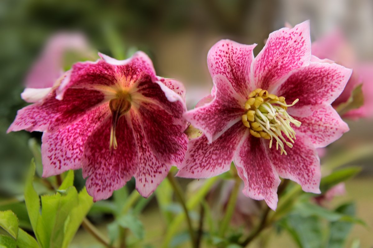 圣诞玫瑰高清图片