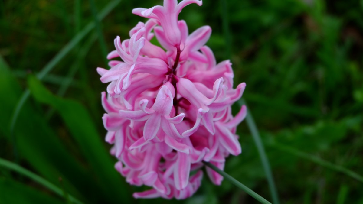 粉色風信子花朵圖片,高清圖片