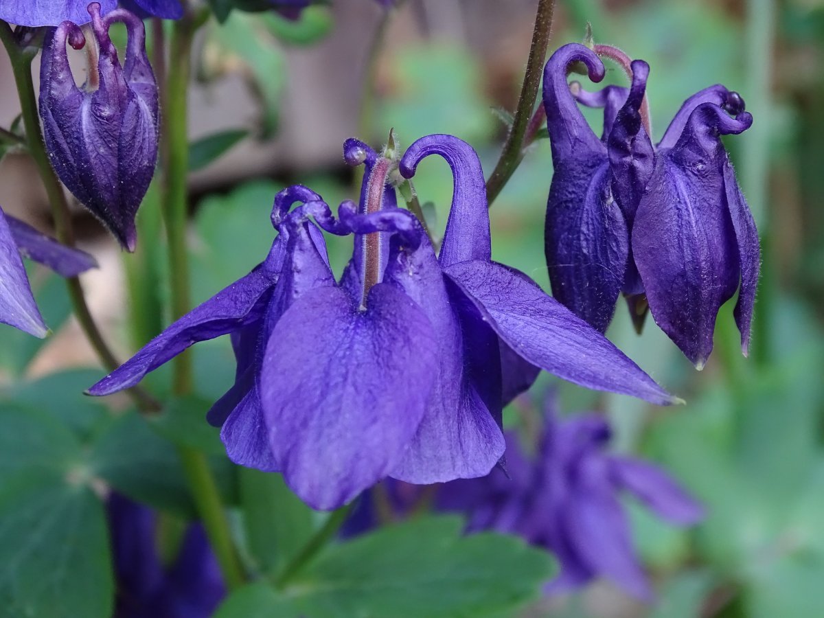 あかねさす紫の花图片