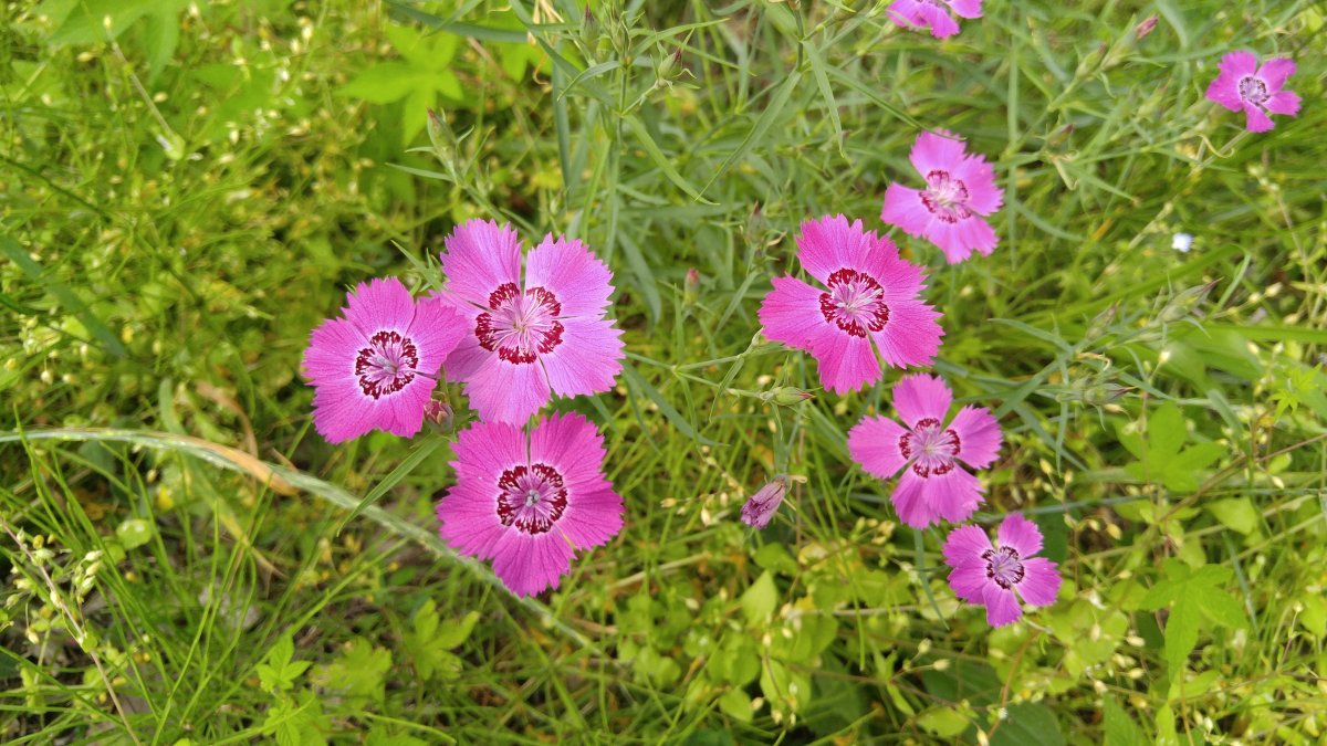 野生石竹花图片