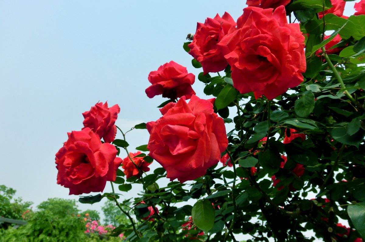 月季花在什么季节开花(月季花什么季节开花的,大概几点)