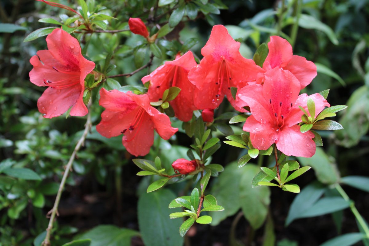 雨後杜鵑花圖片