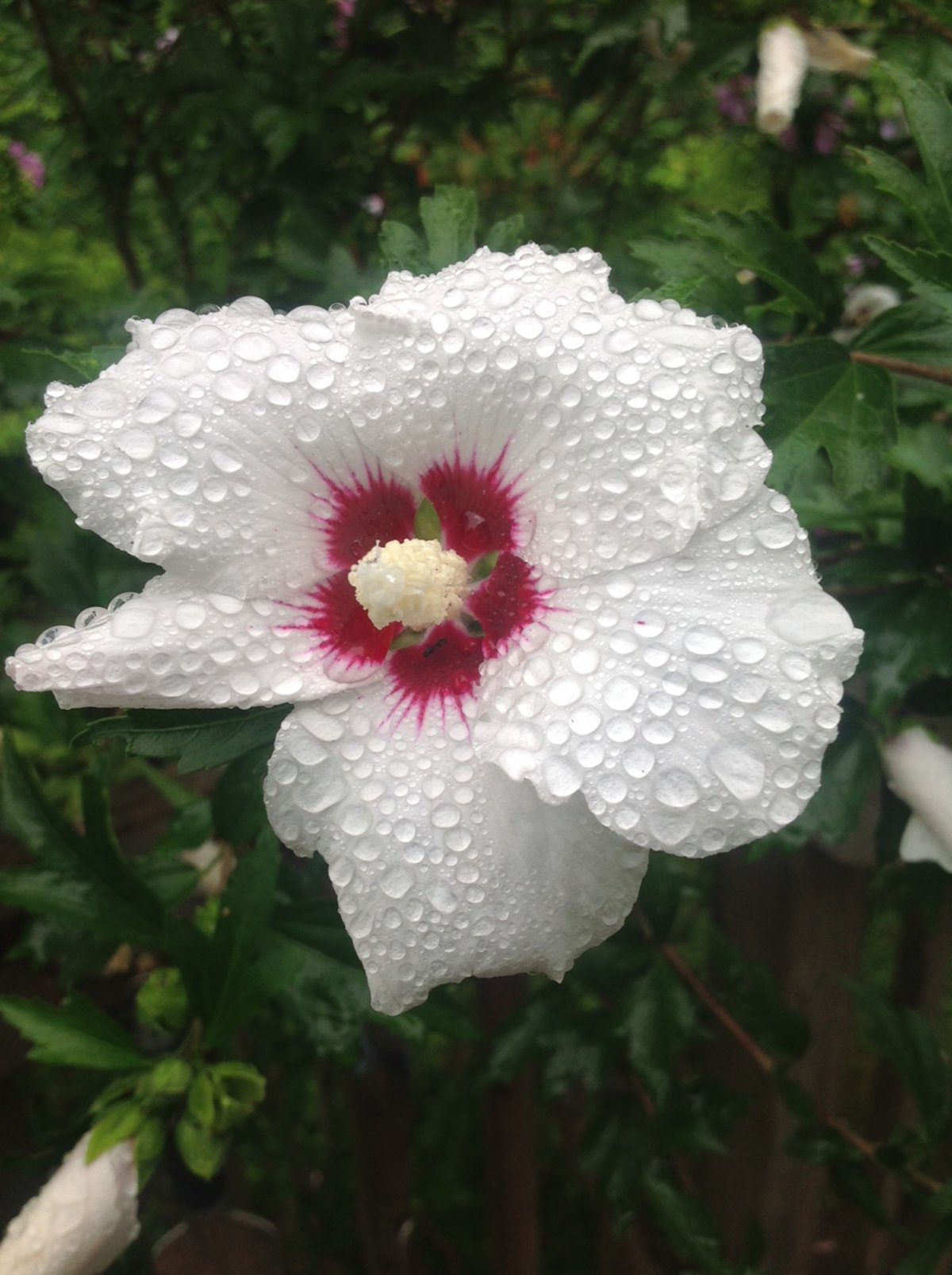 雨后木槿花图片 高清图片