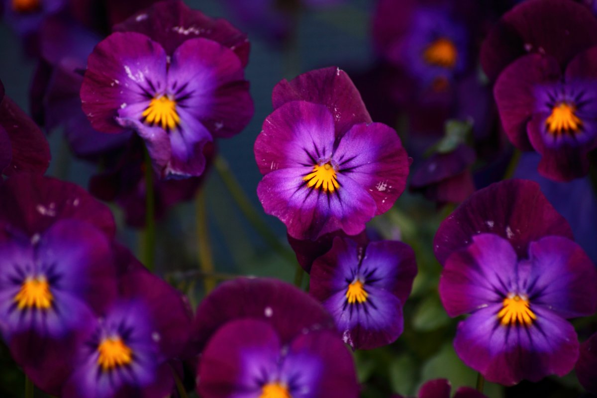 紫色油菜苔图片图片
