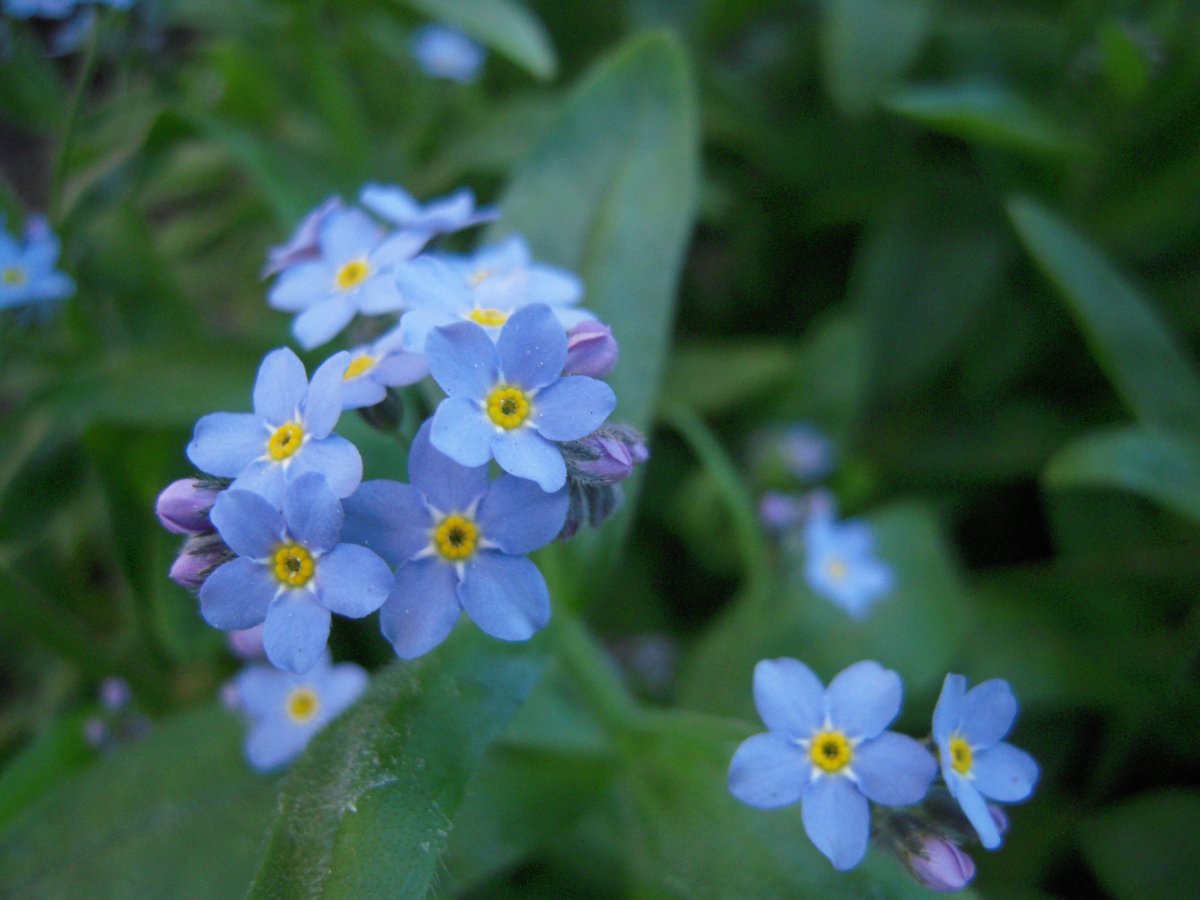蓝色勿忘我小花朵图片 高清图片