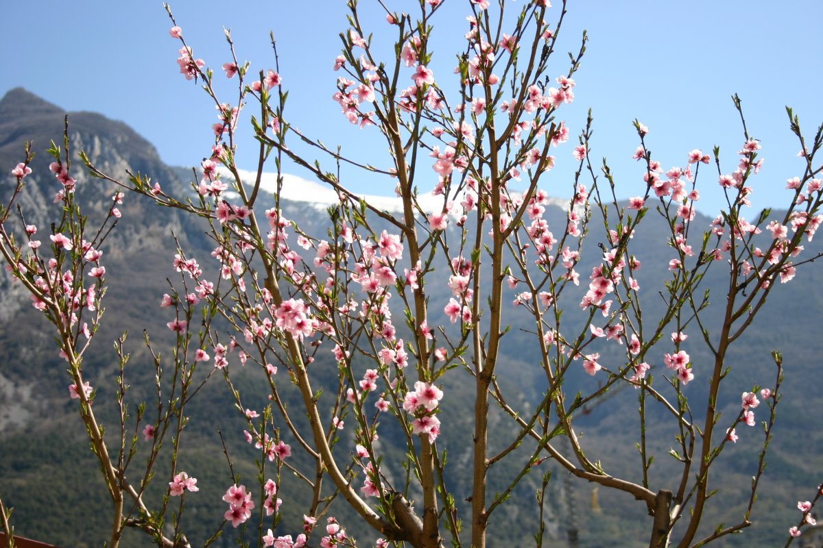 春天開滿枝頭桃花圖片