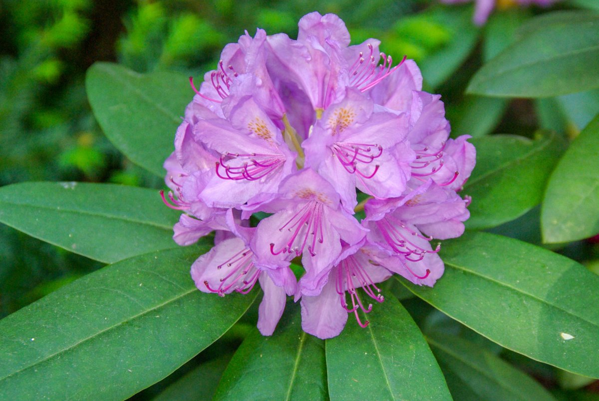 紫色杜鵑花朵圖片