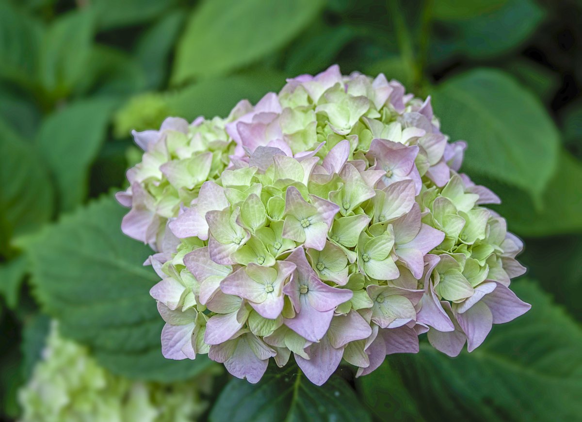 繡球花開花圖片