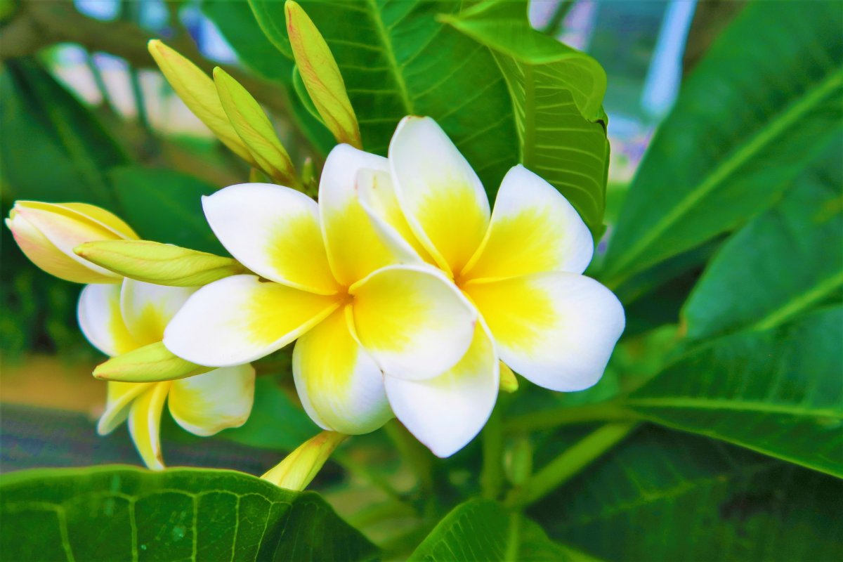 黄白色鸡蛋花图片,高清图片