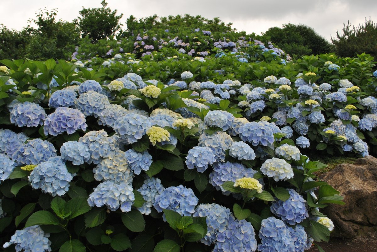 簡介:一組精美的花園繡球花觀賞圖片,花園,繡球,觀賞,圖片,標籤:繡球