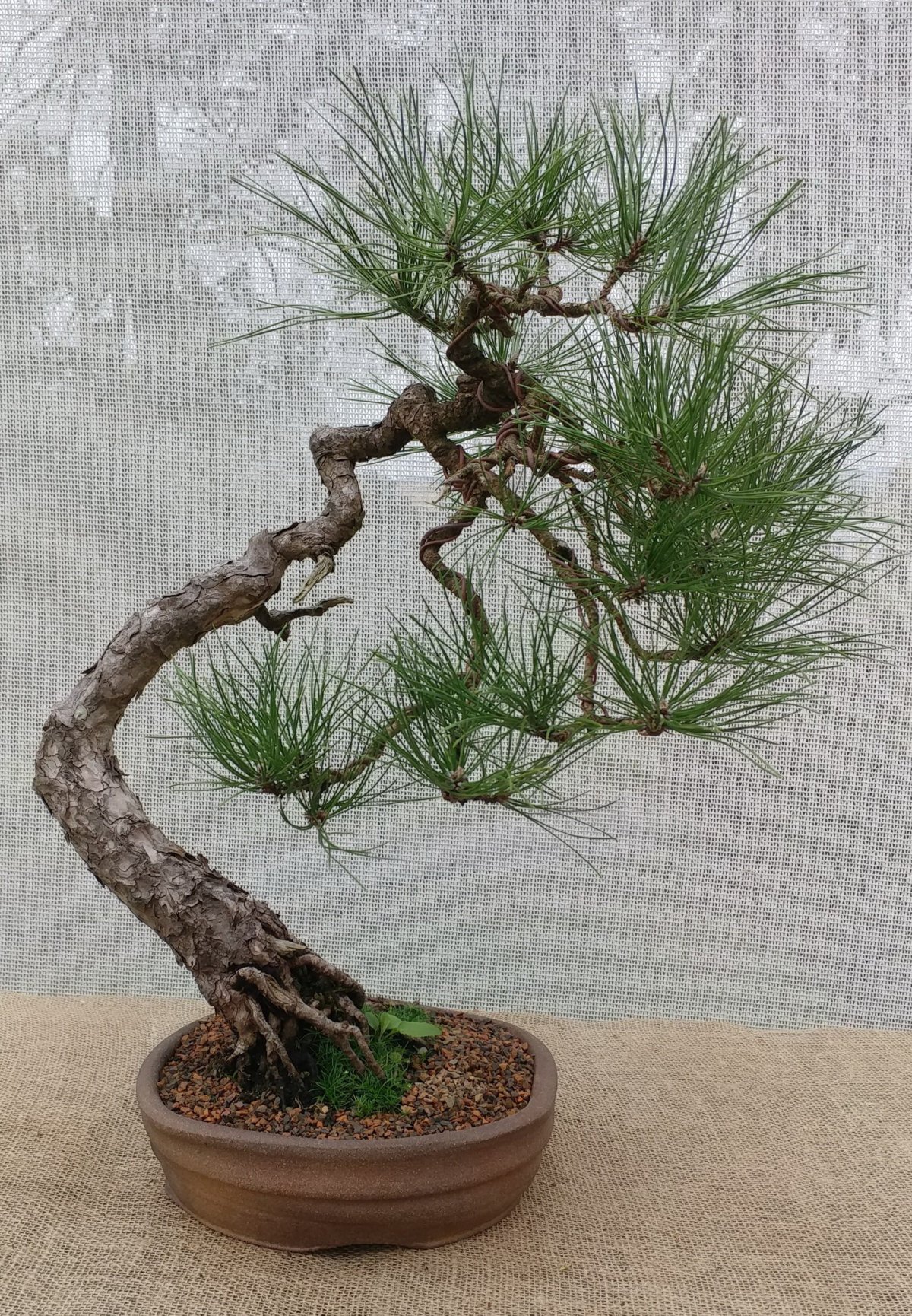 万年松盆景图片