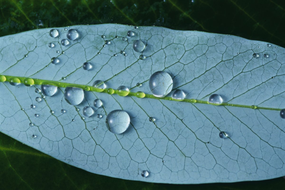 高清树叶露珠图片