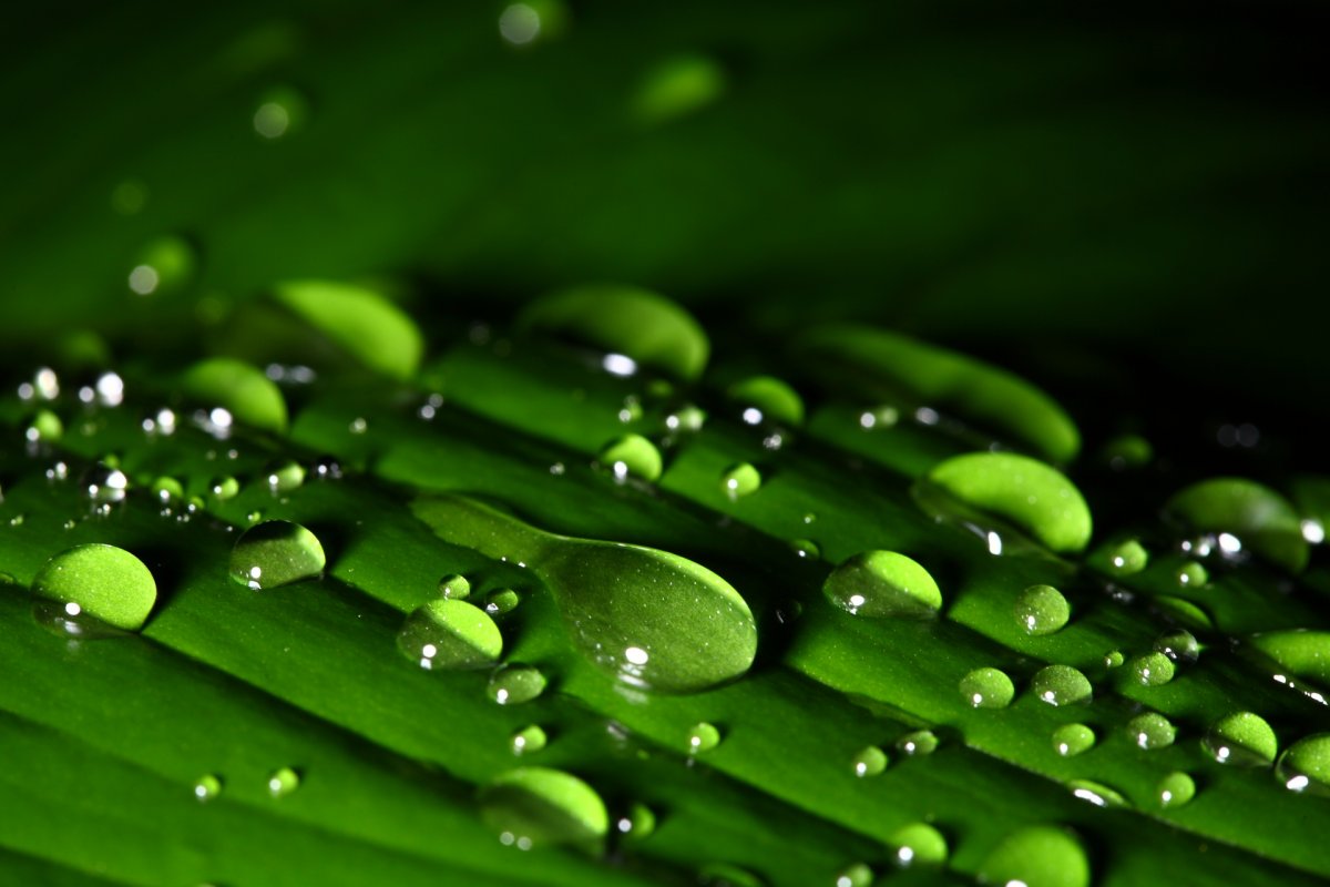 绿叶水滴图片大全图片图片