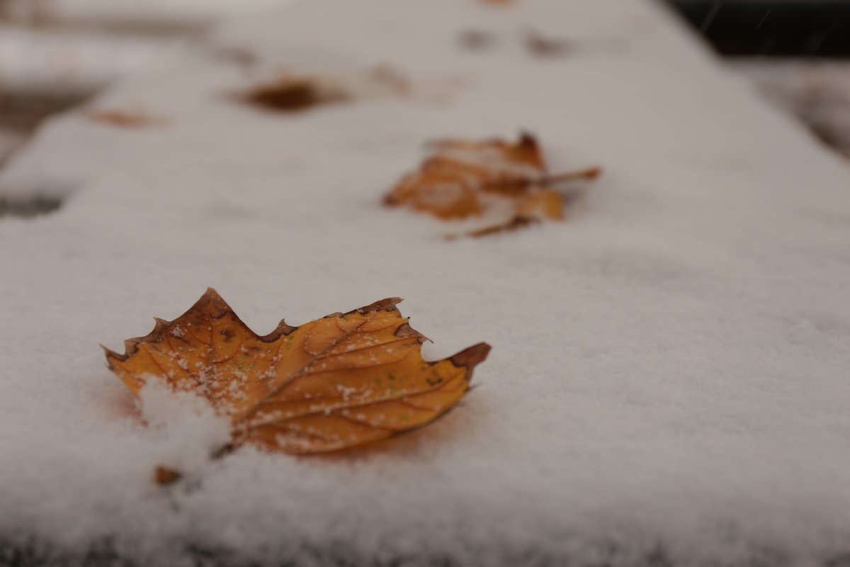 冬季落叶图片 唯美图片