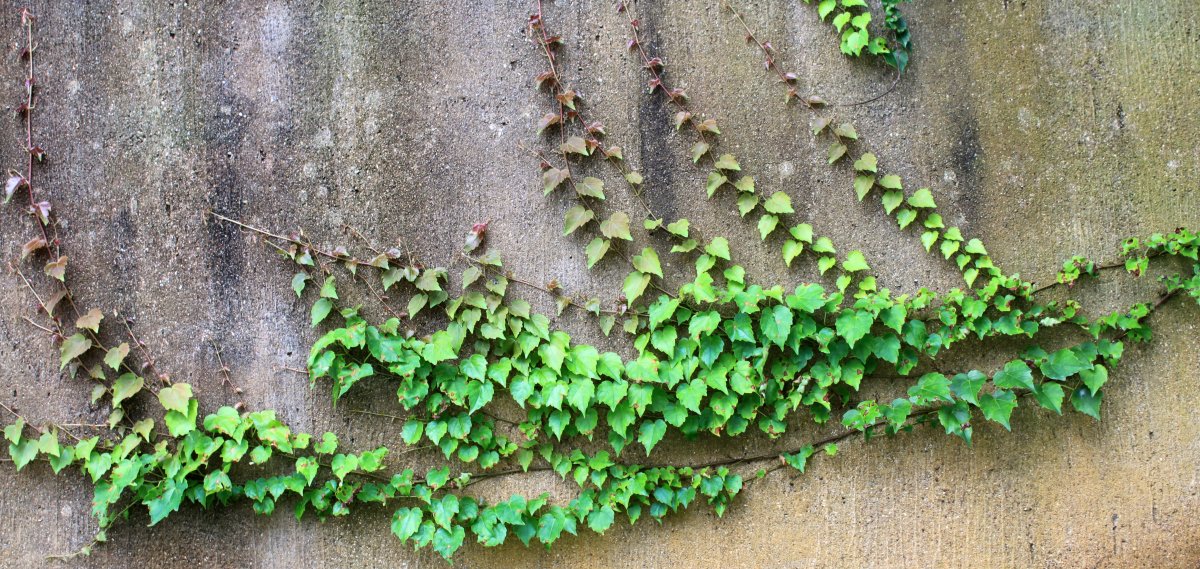 高清绿叶藤图片
